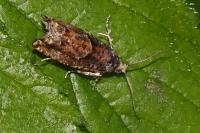 Epinotia immundana