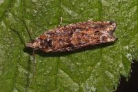 Epinotia immundana