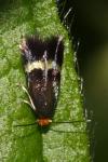 Stigmella