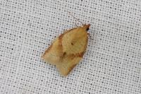 Clepsis consimilana