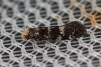 Infurcitinea teriolella
