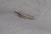 Pleurota ericella