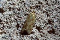 Clepsis pallidana