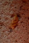 Clepsis pallidana