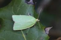 Tortrix viridana