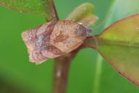 Cacoecimorpha pronubana