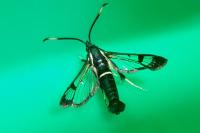 Synanthedon spheciformis