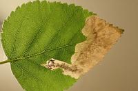Eriocrania salopiella