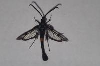 Synanthedon myopaeformis
