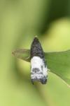 Notocelia cynosbatella