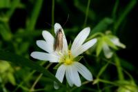 Coleophora lutarea