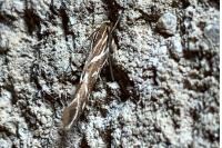 Pyroderces argyrogrammos