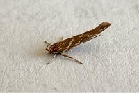 Pyroderces argyrogrammos