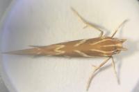 Pyroderces argyrogrammos