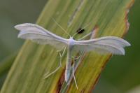 Pterophorus pentadactylus