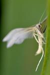 Pterophorus pentadactylus