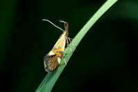 Alabonia geoffrella