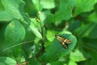 Nemophora degeerella