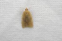 Clepsis consimilana