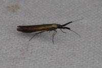 Coleophora