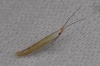 Coleophora