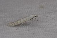 Coleophora