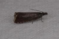 Dichrorampha