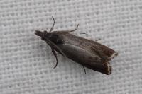 Dichrorampha