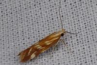 Mirificarma eburnella