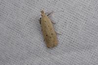 Nothris verbascella