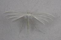 Pterophorus pentadactylus