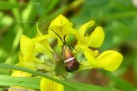 Adela australis