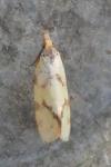 Agapeta hamana