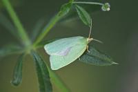Tortrix viridana