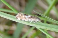 Grapholita jungiella