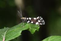 Euplocamus anthracinalis