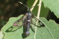 Synanthedon spheciformis