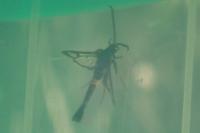 Synanthedon myopaeformis