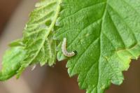 Epinotia abbreviana