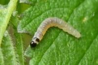 Epinotia abbreviana