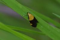 Oecophora bractella