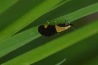 Oecophora bractella
