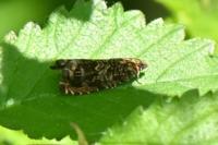 Enarmonia formosana