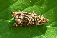 Enarmonia formosana