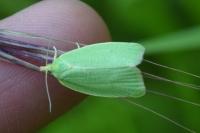 Tortrix viridana