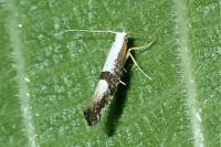 Argyresthia
