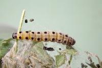 Yponomeuta