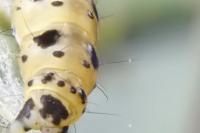 Yponomeuta