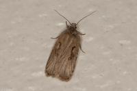 Agonopterix ocellana