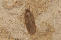Agonopterix